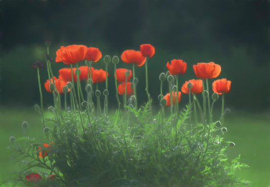 Poppies in the Rain