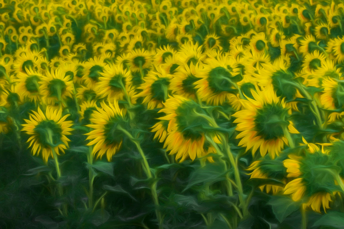 Giclee Rolled Canvas Print