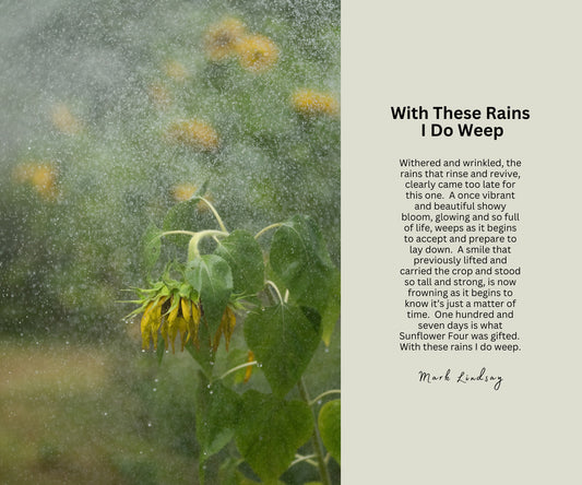 Inspirations:  With These Rains I Do Weep