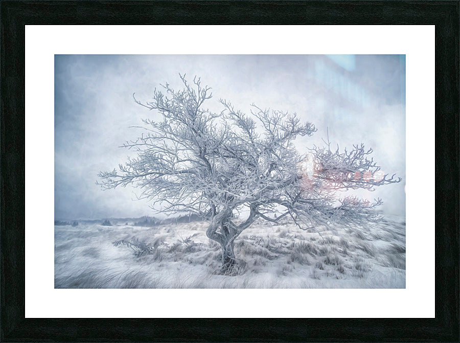 Framed Print