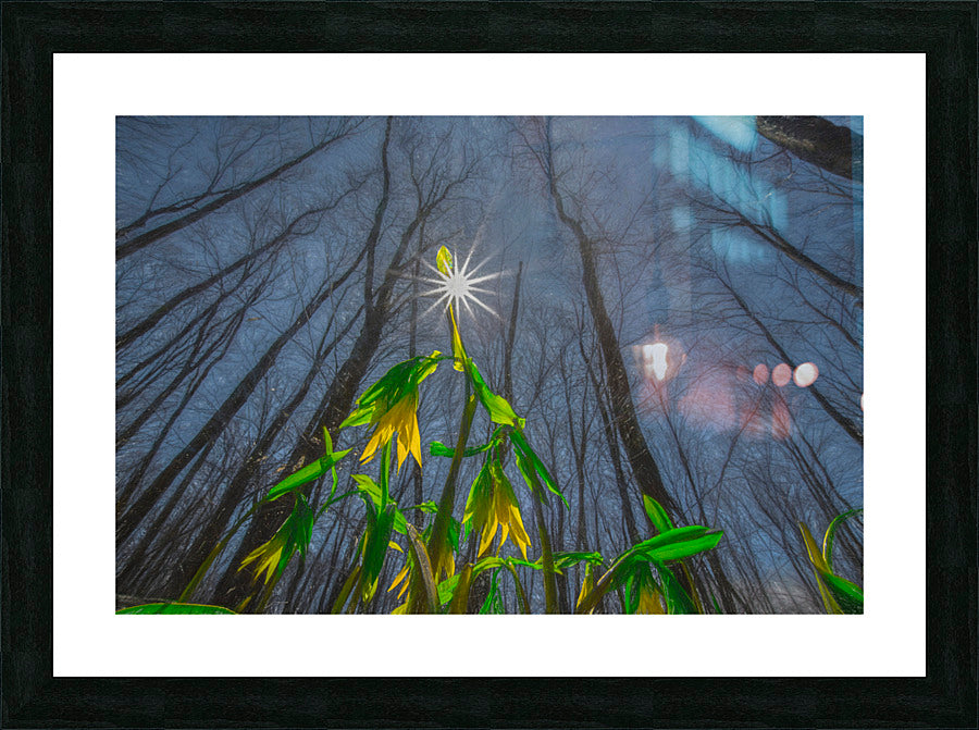 Framed Print