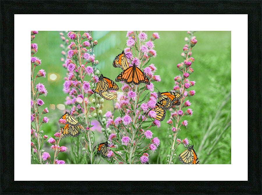Framed Print