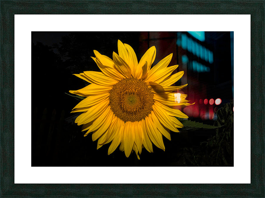 Framed Print