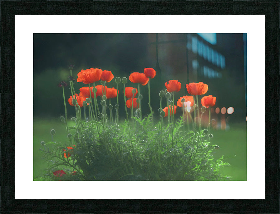Framed Print