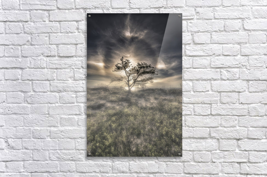 Acrylic Print