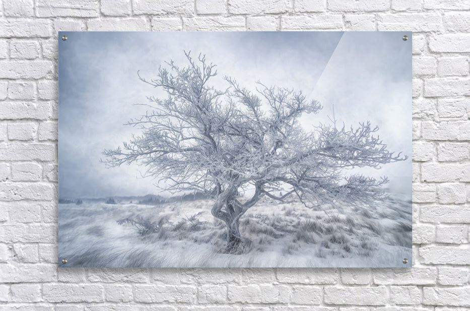 Acrylic Print