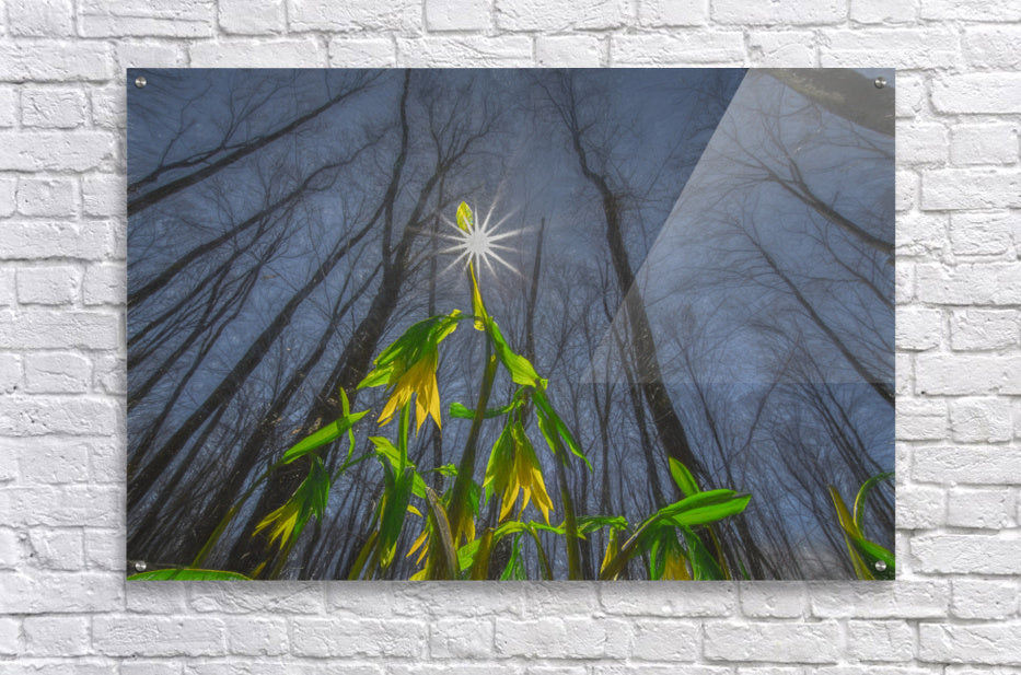 Acrylic Print