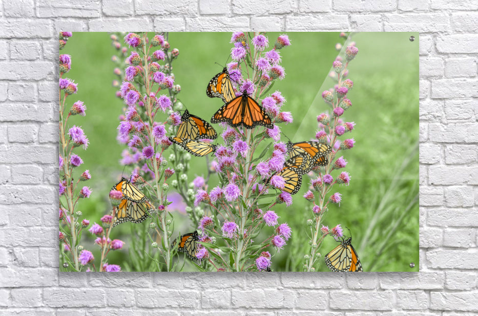 Acrylic Print