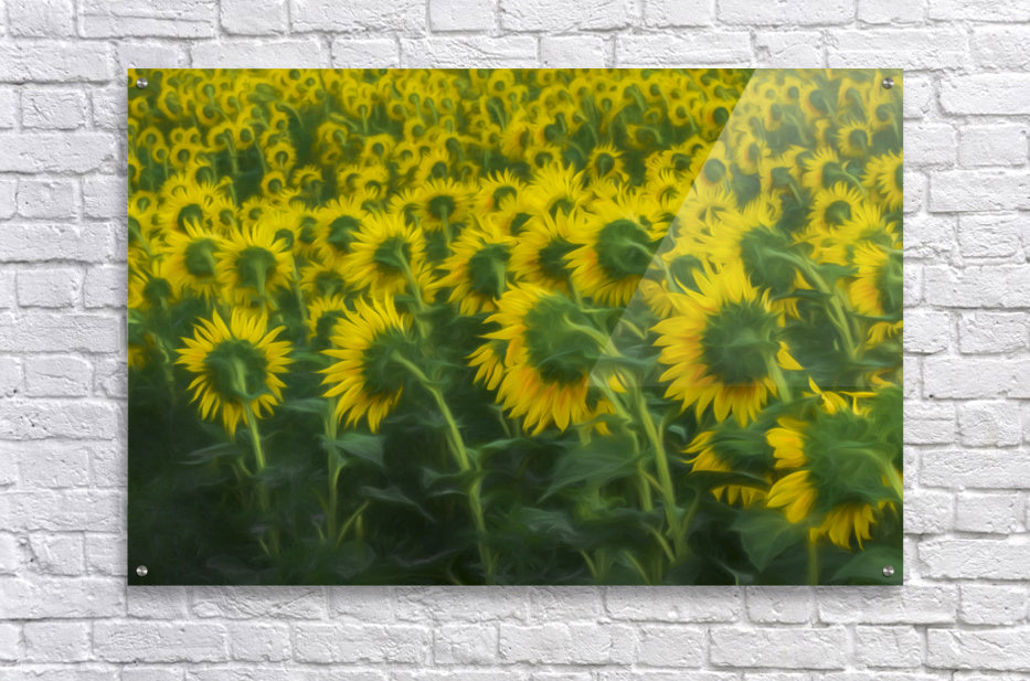Acrylic Print