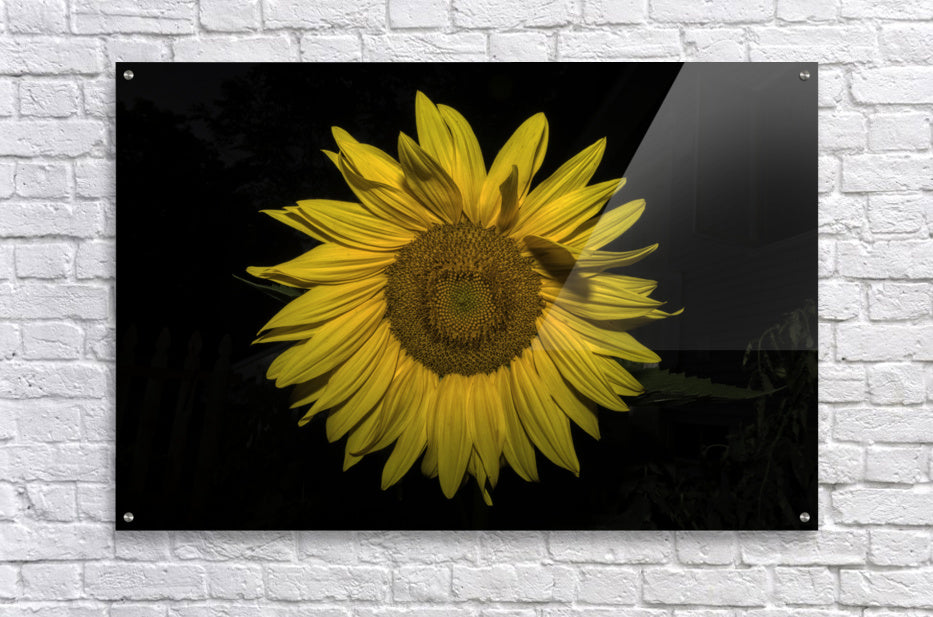 Acrylic Print