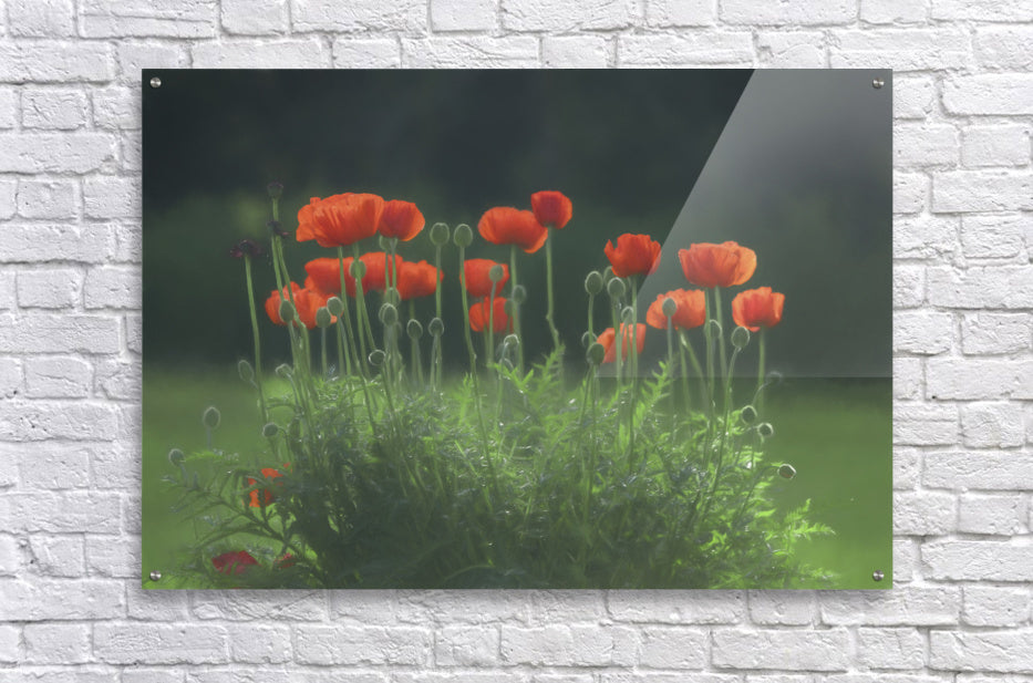 Acrylic Print