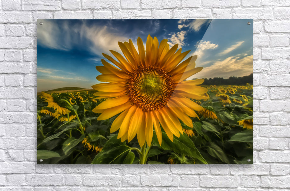 Acrylic Print