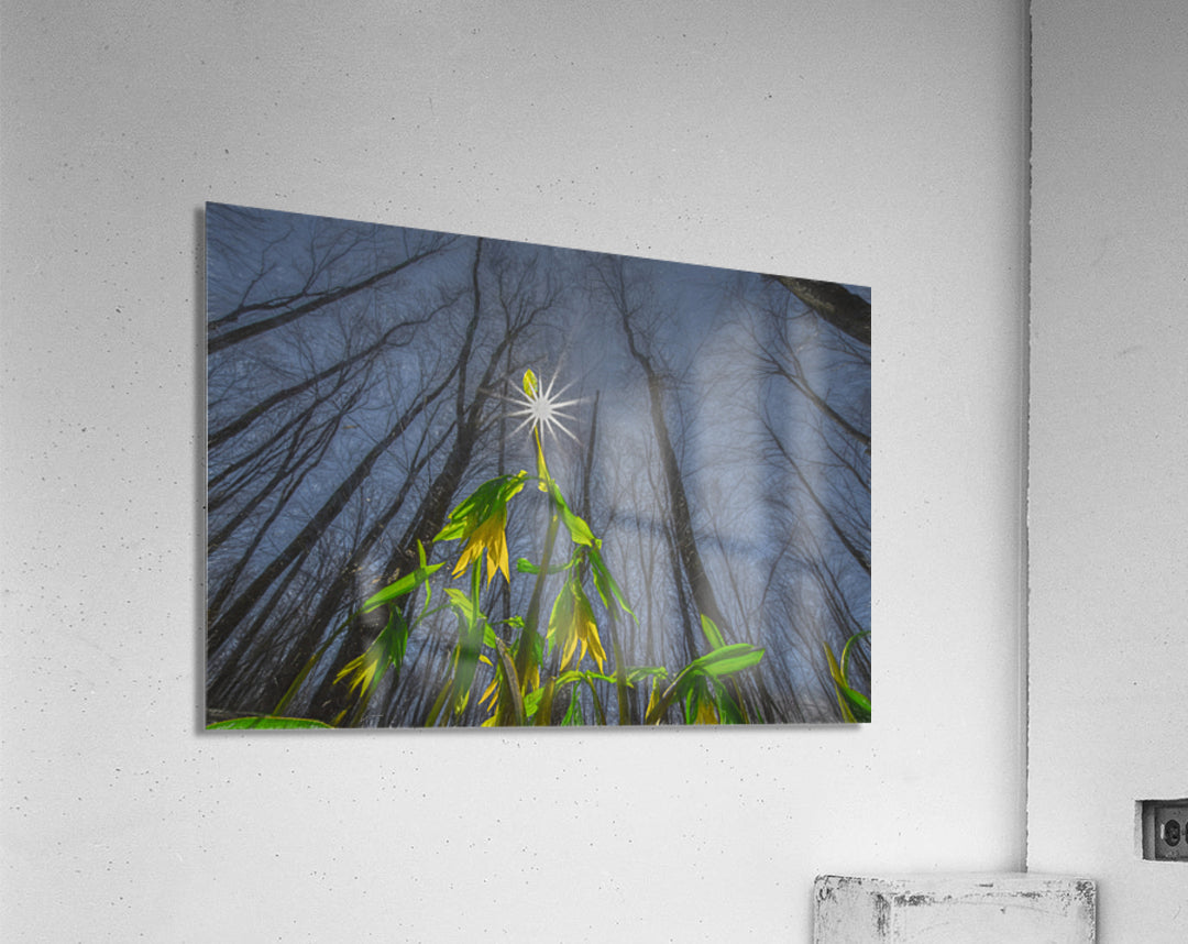 Acrylic Print