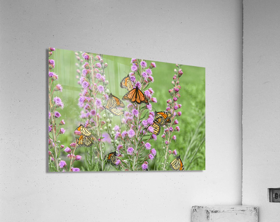 Acrylic Print