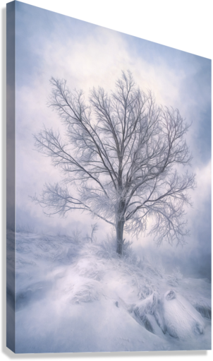 Giclée Stretched Canvas Print