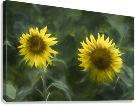 Giclée Stretched Canvas Print