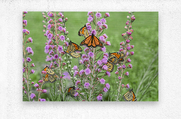 Brushed Metal Print